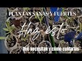 PRE PRIMAVERA. SOL. RIEGO. COMPOST. Consejos para no perder plantas.