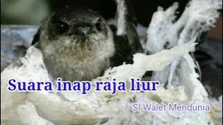 Suara Inap raja liur, suara panggil burung walet terbaik, SI walet mendunia