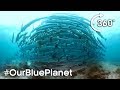 360° Barracuda Tornado #OurBluePlanet | Earth Unplugged