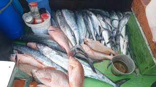 PEGAMOS QUAZE 200KL DE PEIXE GRANDE NESSA PESCARIA ENCRIVEL 