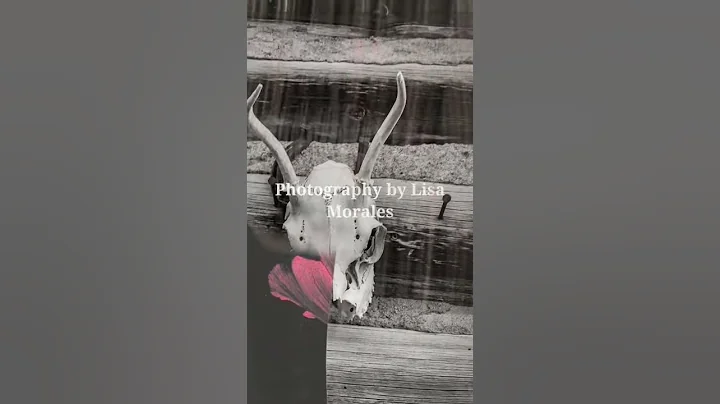 Virtual Art Show: Of Two Minds Lisa Morales, Photography & Kat Marissal, Paintings