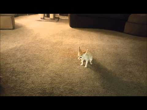 Frisky fennec fox, Levanter.