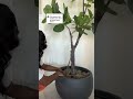 Thanks for the advice! Returned that small pot #fyp #foryoupage #interior