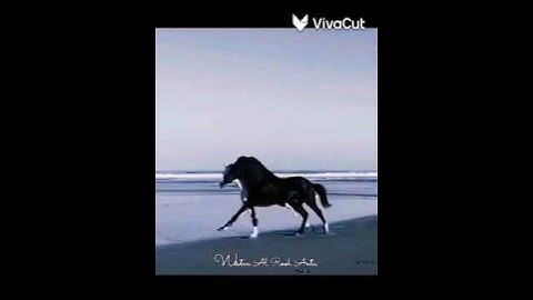 حالات واتساب ||💙 قرآن كريم ||💙 سورة العاديات ||💙 عبد الرحمن مسعد ||💙