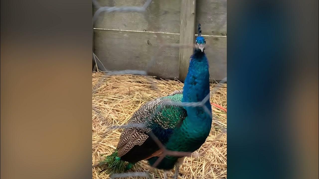 Ingaldsby Farm YouTube