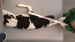 GYN-stick® Torsion Fork/Obstetrical Crutch, C31843N from Nasco by Nasco Farm & Ranch 7,112 views 4 years ago 1 minute, 1 second