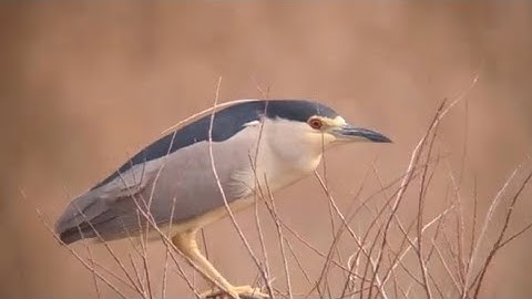 Tiếng vạc gọi Đêm