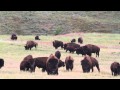 When Bison Fight at Custer State Park ...