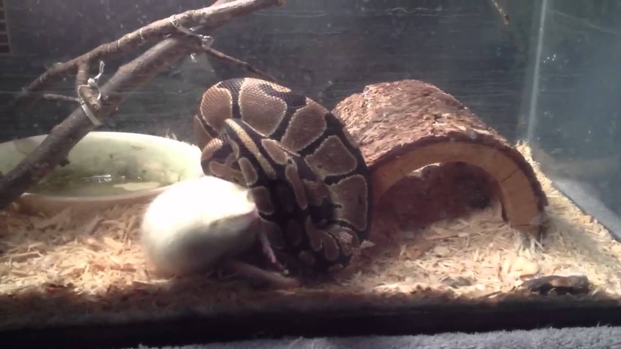 Ball python vs rat - YouTube