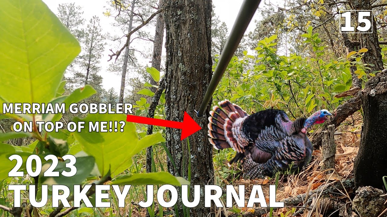 WYOMING PUBLIC LAND GOBBLER on TOP OF ME!!? | THE MENTAL VALLEY | 2023 Turkey Journal EP.15