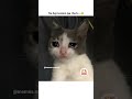 Bahut confusion h🤔 #cat #catmemes #viralmemes #funny #comedy #trendingmemes #shorts