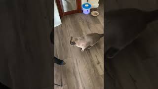 Most Vocal Blue Point Siamese EVER!
