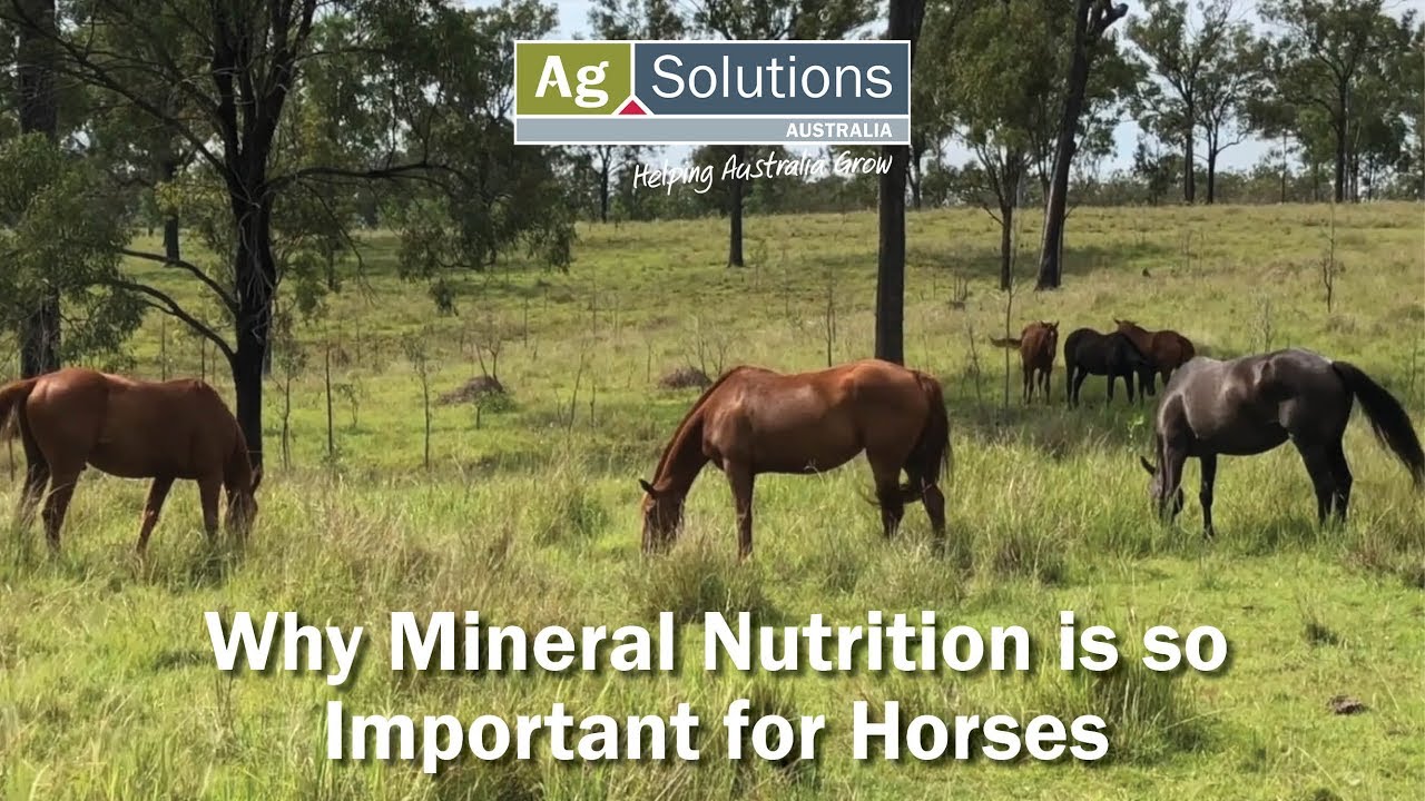 Why Mineral Nutrition is so Important for Horses YouTube