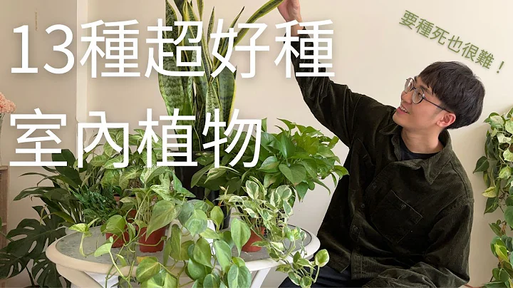 超好种室内植物2023｜新手入门植物要养死都难｜好种植物推荐 - 天天要闻