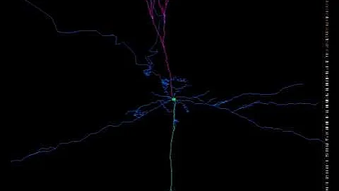 Apical and Basal Dendrite Growth (simulation)