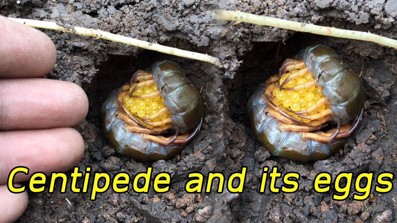 Vow! Amazing! A big Centipede and its eggs in the ground