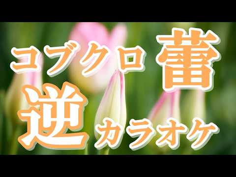 「蕾」KANTANコード対応　逆カラオケ　リクエスト曲