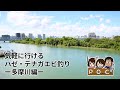 気軽に行けるハゼ・テナガエビ釣りー多摩川編ー チームPOC（ポック）