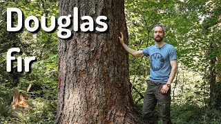 Plant ID Douglas fir Pseudotsuga menziesii