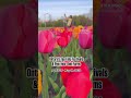 Ontario’s Top Tulip Festivals and Pick-Your-Own Farms (April 25 - May 19, 2025) 🇨🇦 #travel #canada
