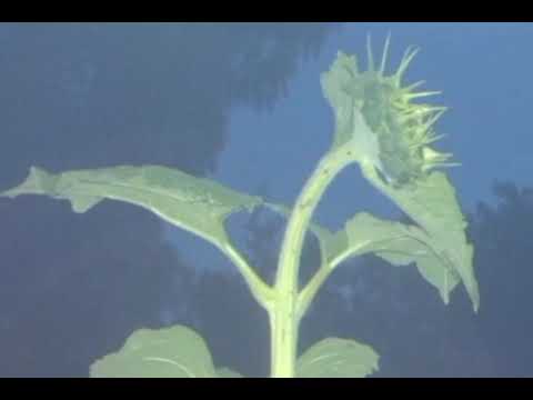 Growing Sunflower Tracks the Sun