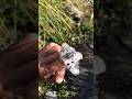 Аполлон на горном ручье