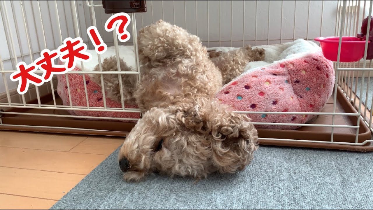 寝床の正解がよく分からない犬 トイプードル マルプー Youtube 寝床の正解がよく分からない犬 トイプードル マルプー Youtube