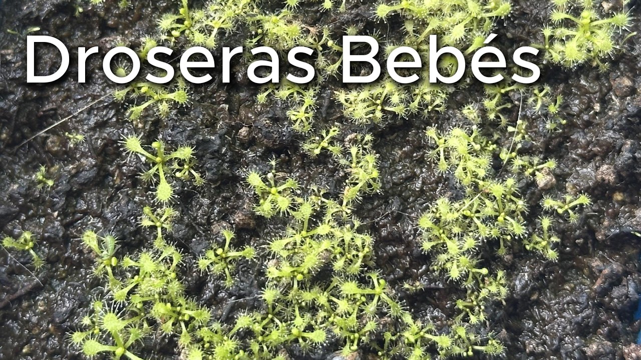 Droseras Recién Germinadas