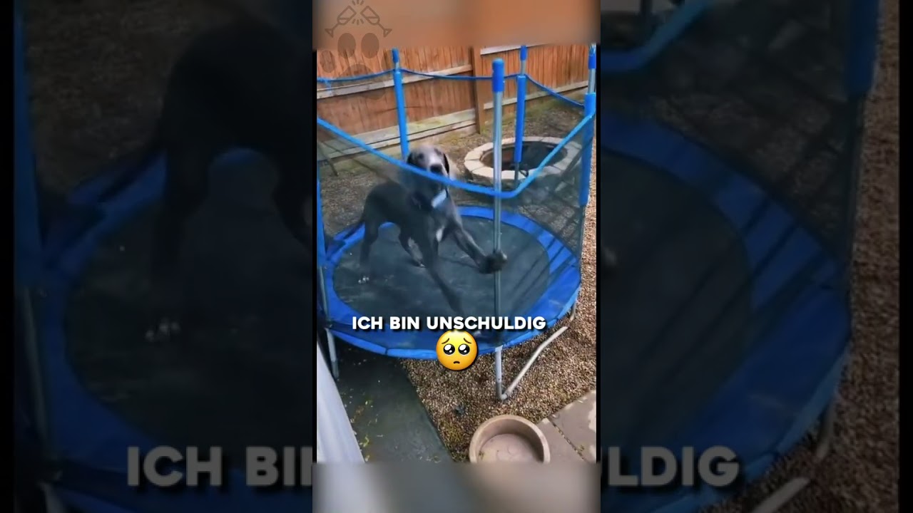 Hundevideos zum totlachen  #gassigehen#funny #doggo #doghandler #pets