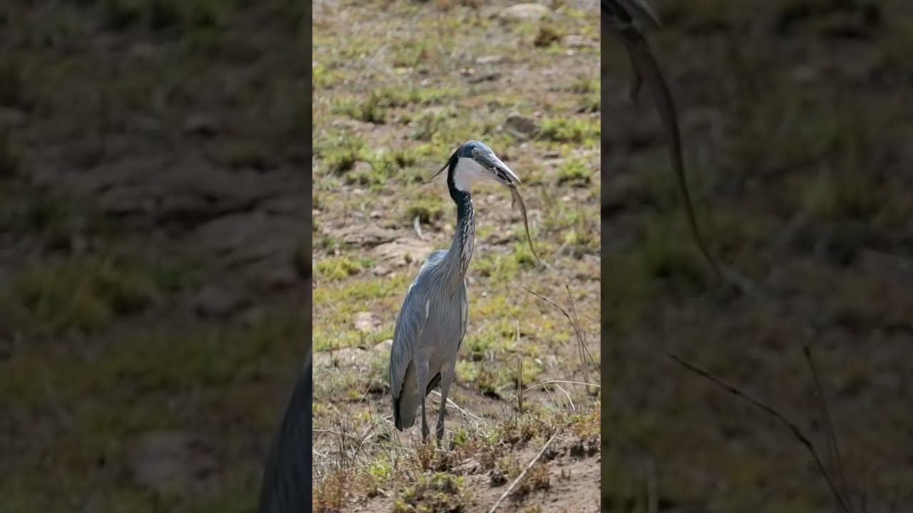 Black Headed Heron Eating Lizard 