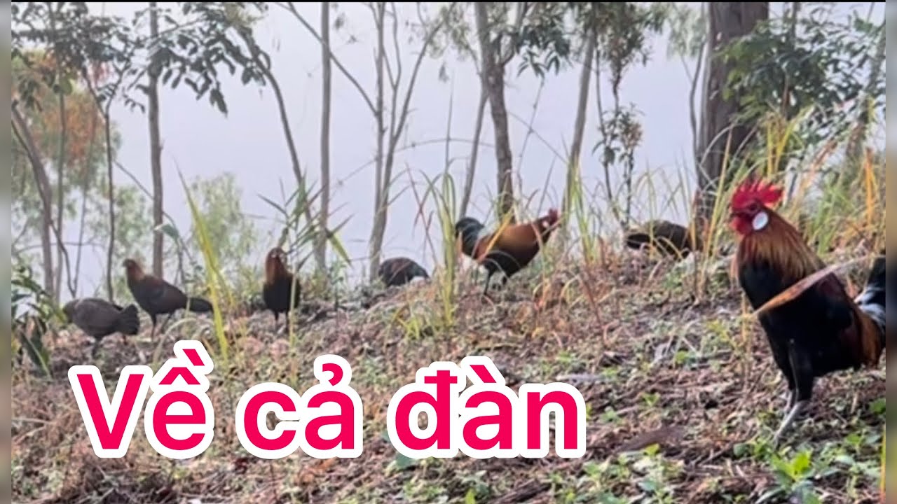 Phương lele TV -bẫy gà rừng mới nhất, bổi về nhiều như gà nhà