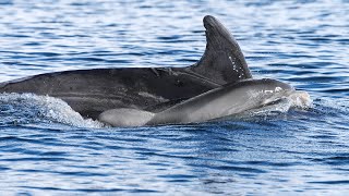 Adopt a dolphin update August 2022 | Whale and Dolphin Conservation