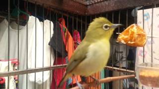 Pleci casper nembak sejalur
