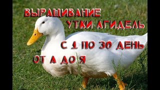 Выращивание утки породы Агидель.От А до Я.Правильная кормежка Выращивание утки породы Агидель.От А до Я.Правильная кормежка