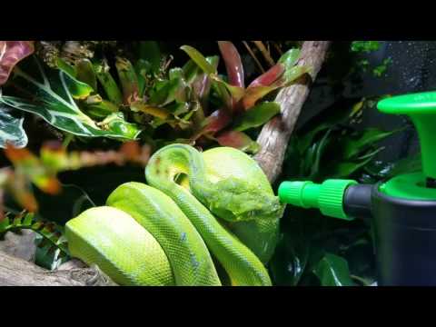 Green tree python drinking water :D