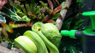 Green tree python drinking water :D