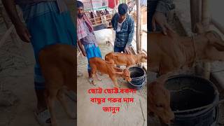 আমবড হট দনজপর জল হওযল রহট