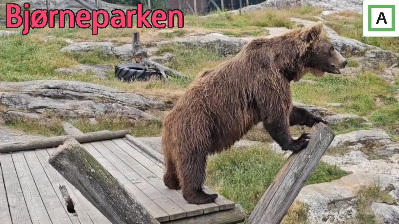 En dag i Bjørneparken