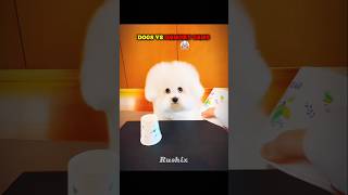 Dogs vs memory game vs Cat 💀  #edit #animal #skulledit #usa