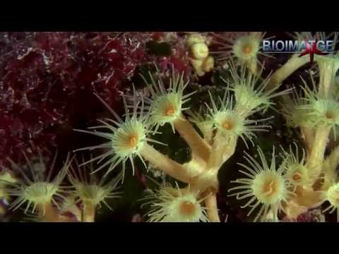 Video: ¿El cnidario es una medusa?