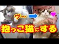 抱っこにならす もう一度抱っこ猫へ 3.猫ハウル君編 Ragdoll Cat Howl