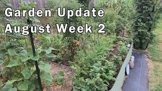 August Garden Update: Harvesting Lots Of Tomatoes