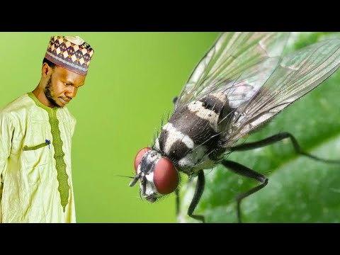 FASSARAR MAFARKIN ƘUDA