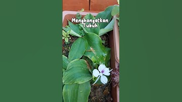Thumbnail of manfaat daun kencur #shorts