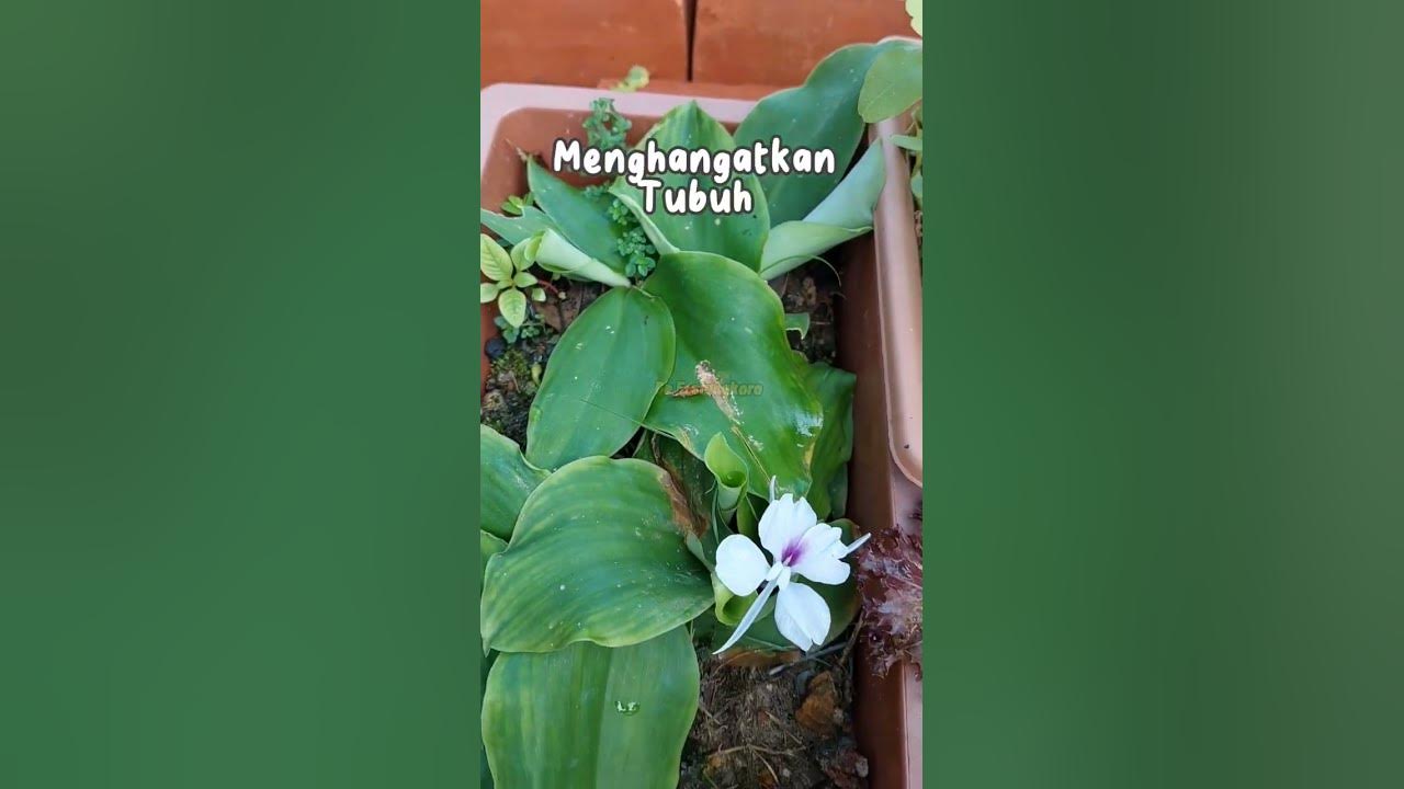manfaat daun kencur #shorts