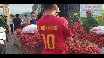 Vải Thanh Hà Đẹp Giá Lên Đỉnh Vải Thiều Trung Trung Giá Giảm I Núi Đồi Lục Ngạn