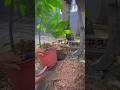 Trồng cây Hồng sô-cô-la #pgardening @PGardening