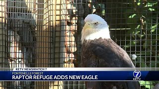 Raptor Refuge adds new eagle