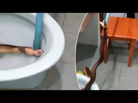 King Cobra Caught In Toilet