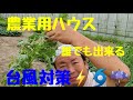 農業用ハウスの簡単【台風対策】